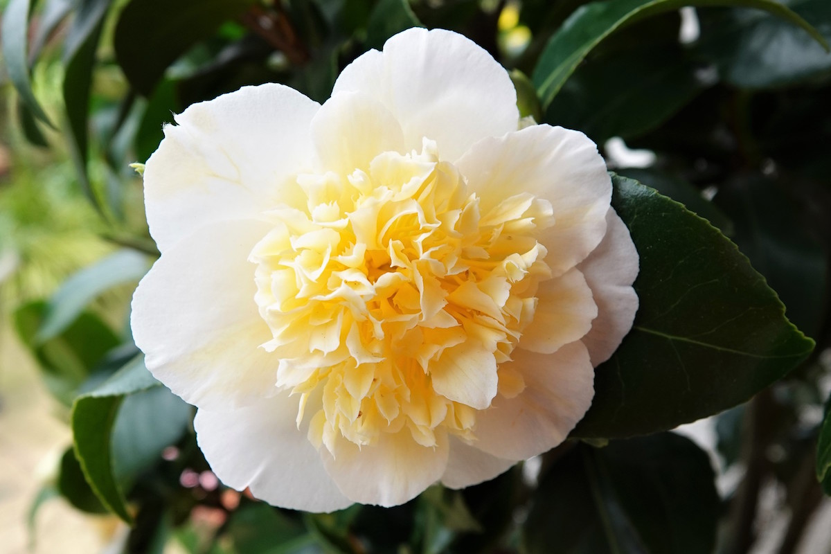 x williamsii Jury's Yellow